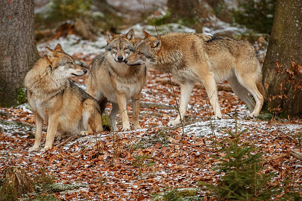 Eurasian wolfpack in nature habitat in bavarian forest
