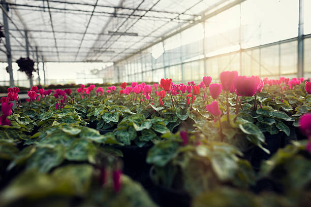 Greenhouse stock photo