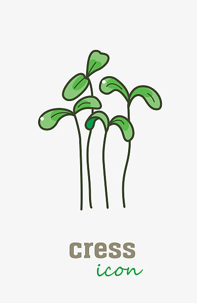 ilustraciones, imágenes clip art, dibujos animados e iconos de stock de icono vectorial de berro de jardín. hojas verdes vegetales - cress
