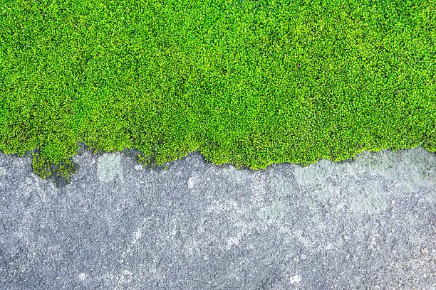 Moss on concrete texture background
