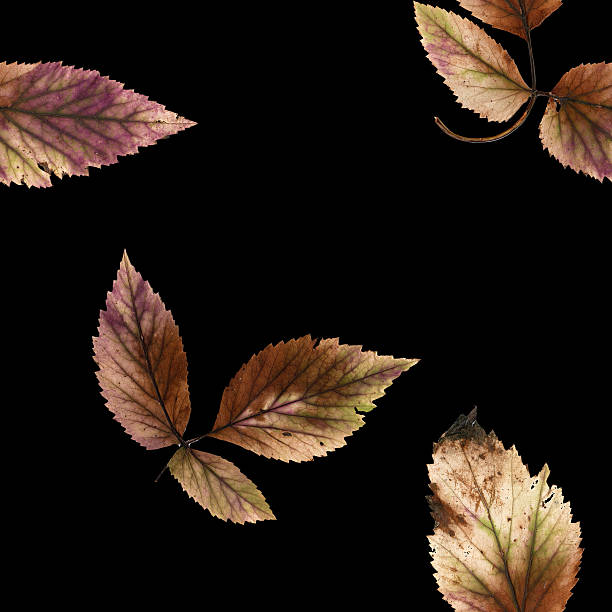istock background texture stone berry leaves and place for text 637880516