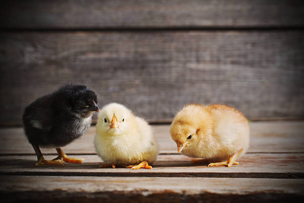 istock little kid chick standing on wooden background 637882444