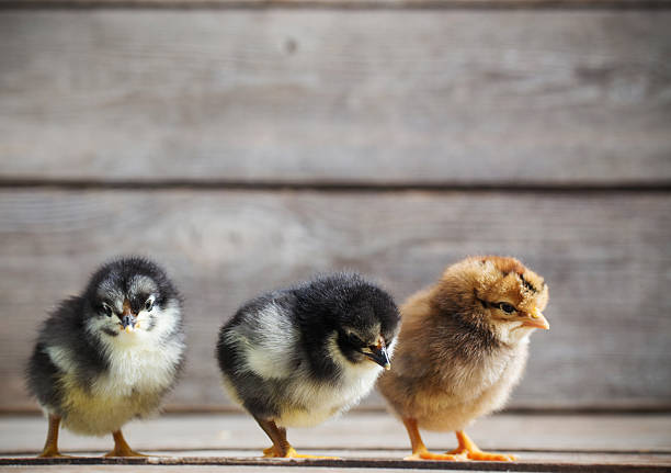 istock little kid chick standing on wooden background 637882498