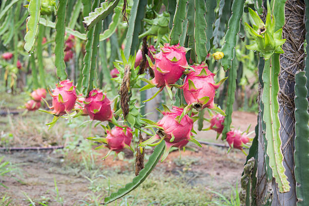 istock dragon Fruit on the tree after rain in garden 637882872