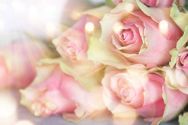 bouquet of roses in sunlight - textraum imagens e fotografias de stock