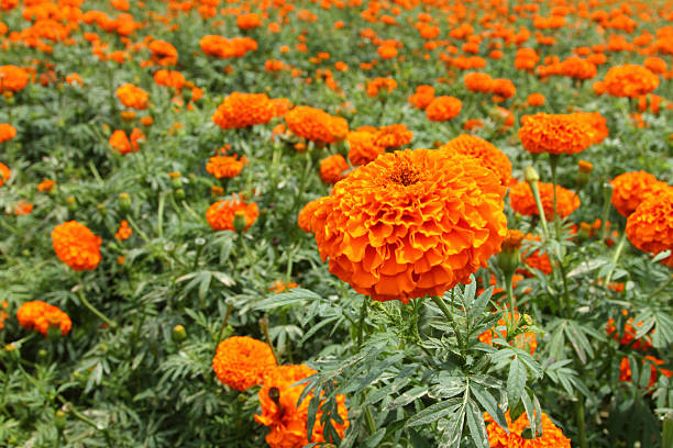 istock Orange flowers in garden 637883558