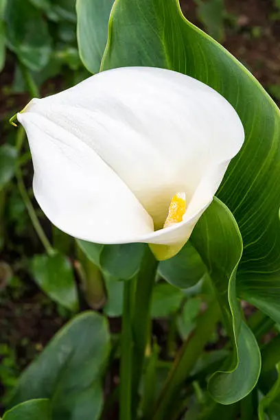 Photo of Calla Lily flower