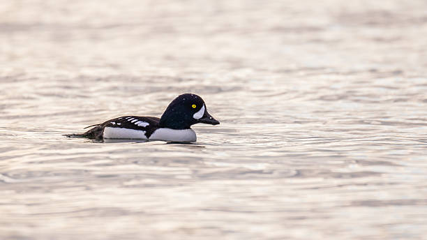 The common goldeneye is a medium-sized sea duck. The species is named for its golden-yellow eye. These diving birds forage underwater. female goldeneye duck bucephala clangula swimming stock pictures, royalty-free photos & images