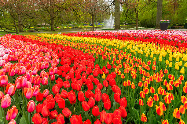 istock Rows of tulip flowers 637888332