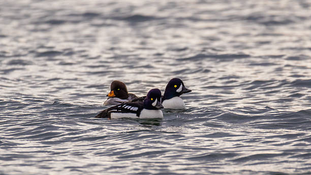 istock The common goldeneye is a medium-sized sea duck. 637888616