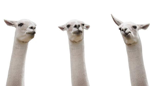Funny Llamas Isloated On White Stock Photo - Download Image Now - Llama - Animal, Humor, Animal - iStock Funny Llamas Isloated On White Stock Photo - Download Image Now - Llama - Animal, Humor, Animal - iStock