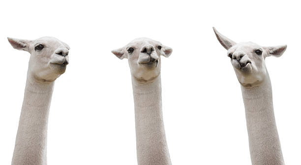 Funny Llamas isloated on white Funny Llamas isloated on white lama stock pictures, royalty-free photos & images