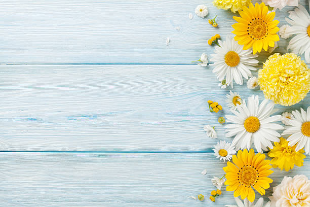 Garden flowers over wooden background Garden flowers over blue wooden table background. Backdrop with copy space chamomile photos stock pictures, royalty-free photos & images