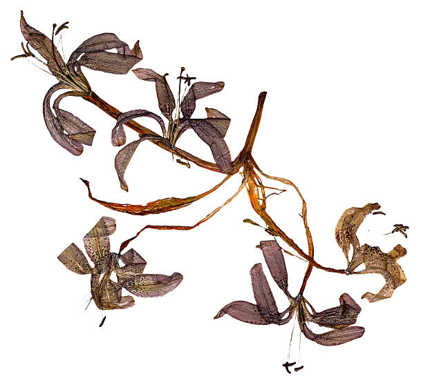 Brown withered stamens and pistils