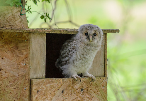 owl chick at nestbox