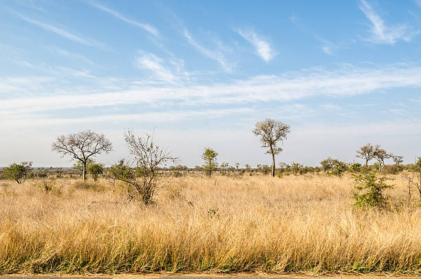 istock Kruger National Park, South Africa 637893258
