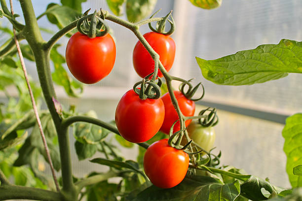 istock in the greenhouse tomato, agriculture 637893528