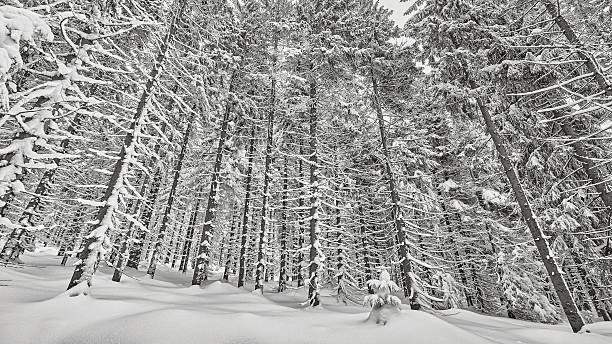 istock Black and white winter landscape with snow covered trees 637893880