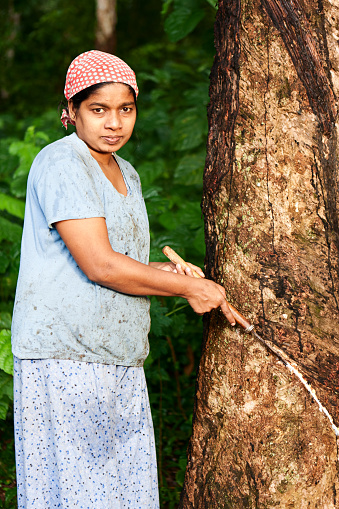 Woman collecting latex on the rubber tree plantation, Sri Lanka. Rubber tapping is the process by which the rubber is gathered.  An incision is made in the bark of a rubber tree, which cuts through the planting cycle to optimise the latex yield. http://bhphoto.pl/IS/sri_lanka_380.jpg