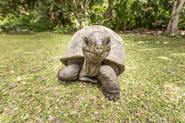 istock Giant Aldabra tortoise on an island in Seychelles. 637896734
