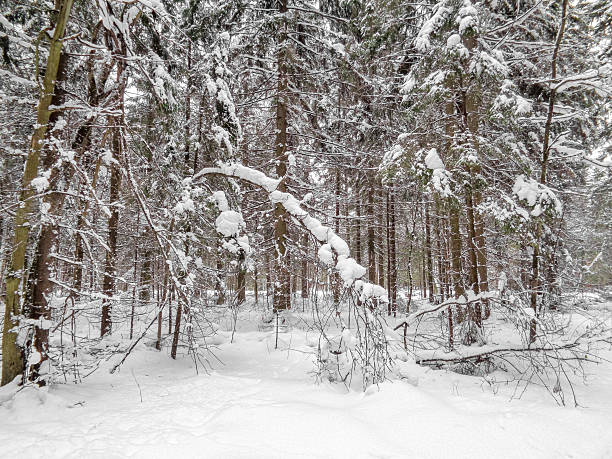 istock Winter landscape. Eastern Europe woods - forest under the snow 637897664