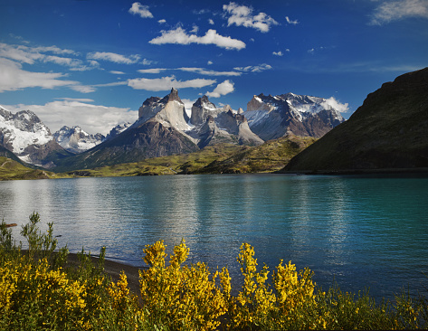 Flowering yellow gorse bushes beside Lake Pehoe in Torres del Paine National Park Chile South America