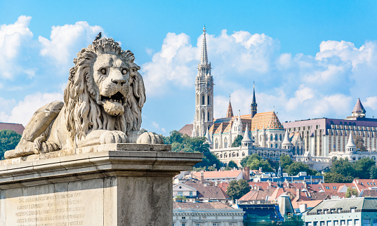 Lion statue on the Chain Bridge in Budapest. View on Fisherman's Bastion and Matthias Church. Danube river. Hungary.