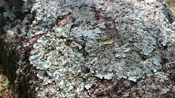 Lichen on a tree branch.