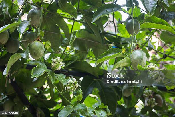 포도 나무에서 자라는 열정 과일 과일에 대한 스톡 사진 및 기타 이미지 - 과일, 나무, 날것 - iStock 포도 나무에서 자라는 열정 과일 과일에 대한 스톡 사진 및 기타 이미지 - 과일, 나무, 날것 - Istock