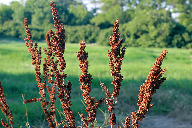 istock Dry brown prairie plant on a green background 637900792
