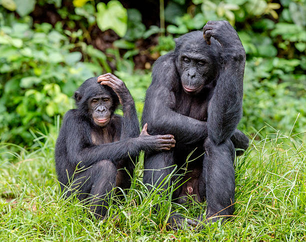 istock Bonobos in natural habitat 637901314
