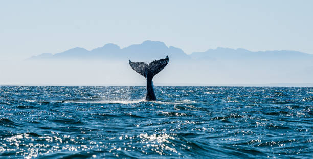 クジラの尾を持つ海景。 - hump ストックフォトと画像