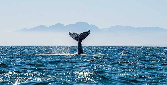 Seascape with Whale tail.