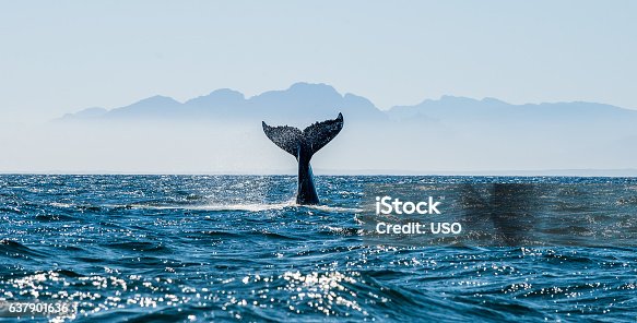istock Seascape with Whale tail. 637901636