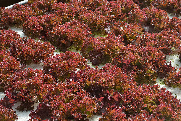istock The growing organic vegetables in the hydroponic farm 637901738