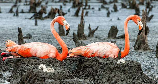 istock American Flamingos 637902272