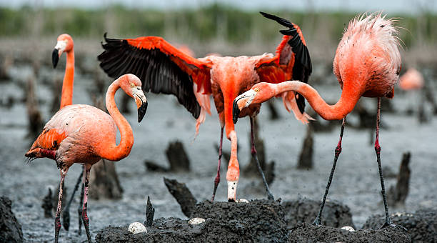 istock The American Flamingos 637902566