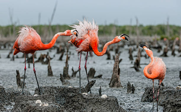 istock The American Flamingos 637904074