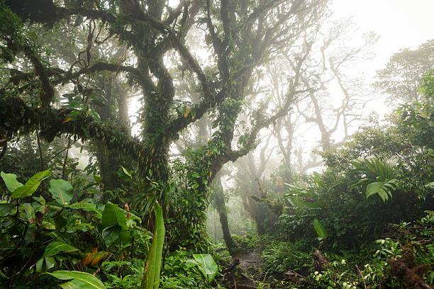 istock Deep in lush foggy rainforest 637905338