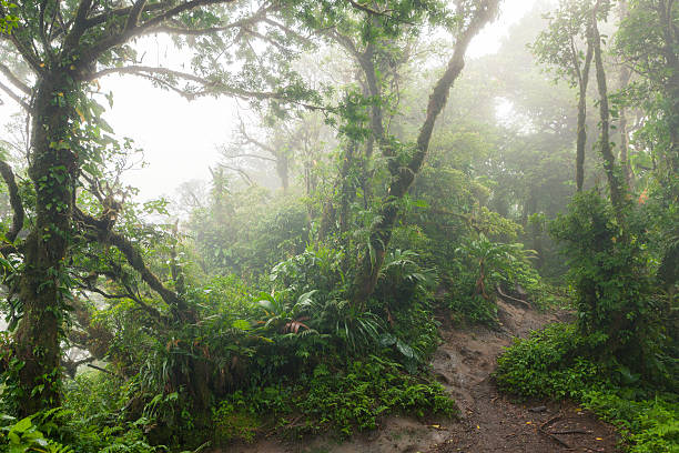 istock Deep in lush foggy rainforest 637905446