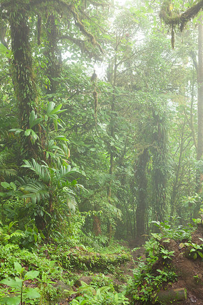 istock Deep in lush foggy rainforest 637905784
