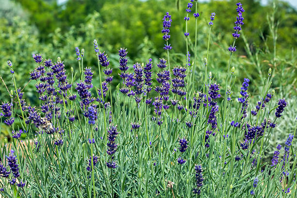 istock Sunset over a violet lavender field 637908980