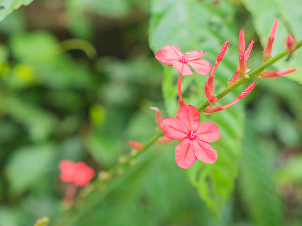 istock Thailand herb has medicinal, Rose-colored Leadwort, Plumbago, th 637909052