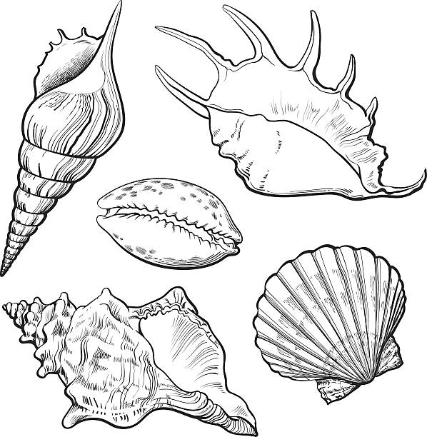 Set of various beautiful mollusk sea shells, isolated vector illustration Set of various beautiful mollusk sea shells, sketch style illustration isolated on white background. Realistic hand drawing of seashells like conch, kauri, oyster, spiral, clam and mollusk shells scallop stock illustrations