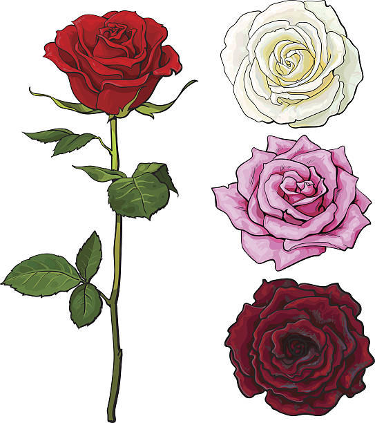 ilustraciones, imágenes clip art, dibujos animados e iconos de stock de conjunto de rosa, blanco, rosa roja, vista superior y lateral - rose valentines day flower single flower