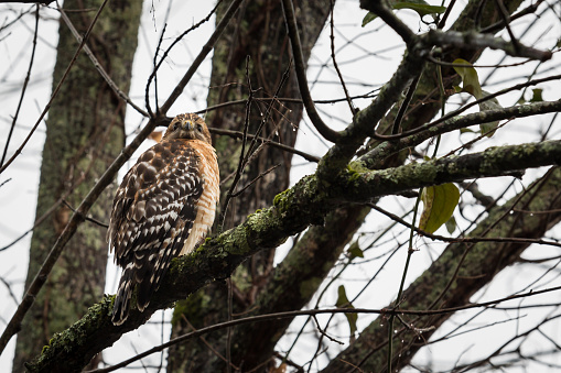 Juvenile redtail hawk in an afternoon winter rain