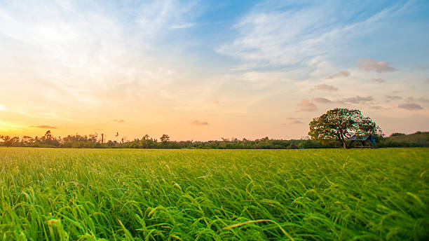 istock Green rice fild with evening sky 637911724