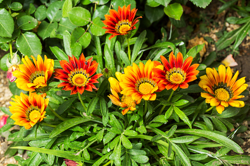 Gazania flowers colored yellow and Red.