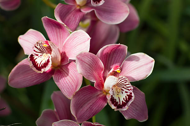 istock Pastel pink orchid with bright beautiful core. 637913074