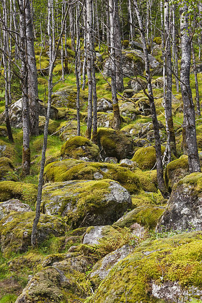 istock Forest on the slope covered with mossy stones 637913362